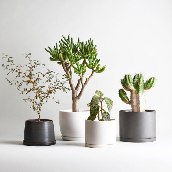 PLANT POT – KINTO Canada